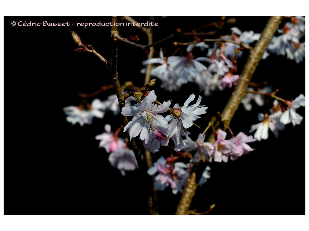 PRUNUS SUBHIRTELLA 'AUTUMNALIS ROSEA'