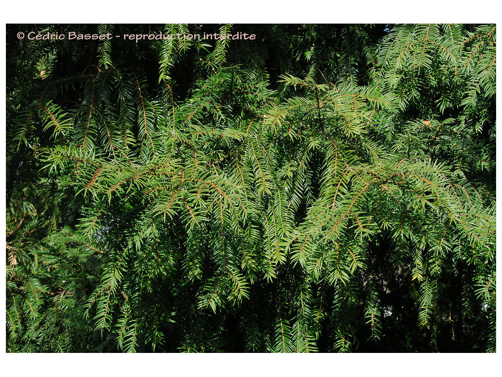 TORREYA NUCIFERA