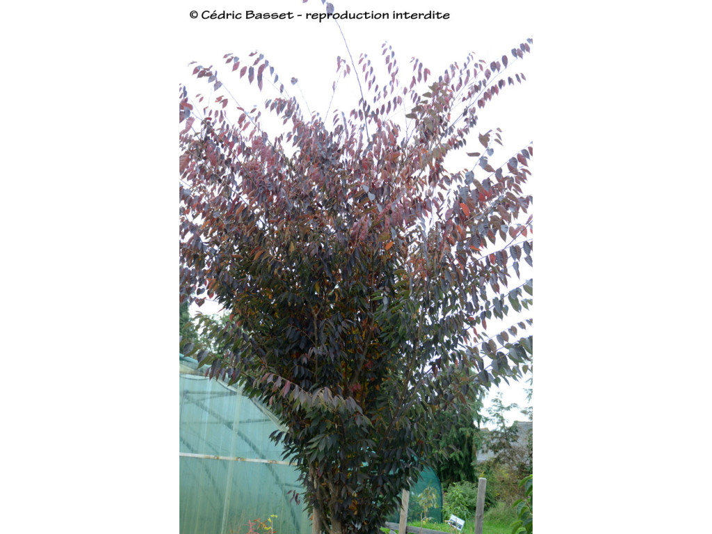 ZELKOVA SERRATA 'SARTORI'