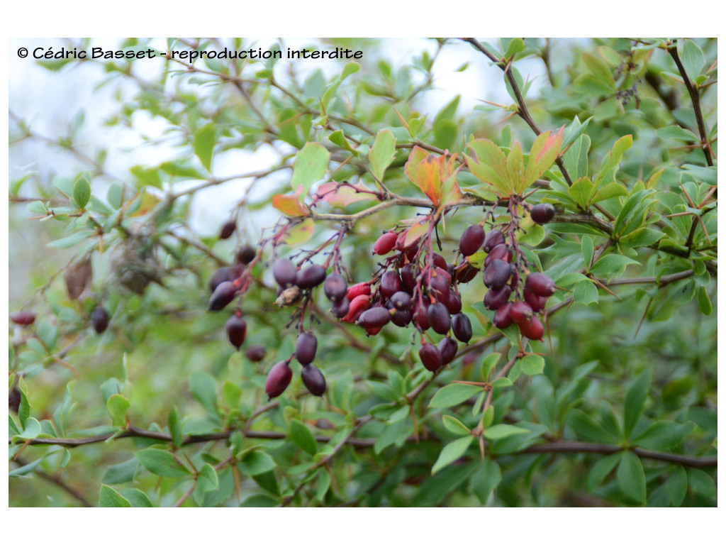 BERBERIS DIAPHANA CH5102