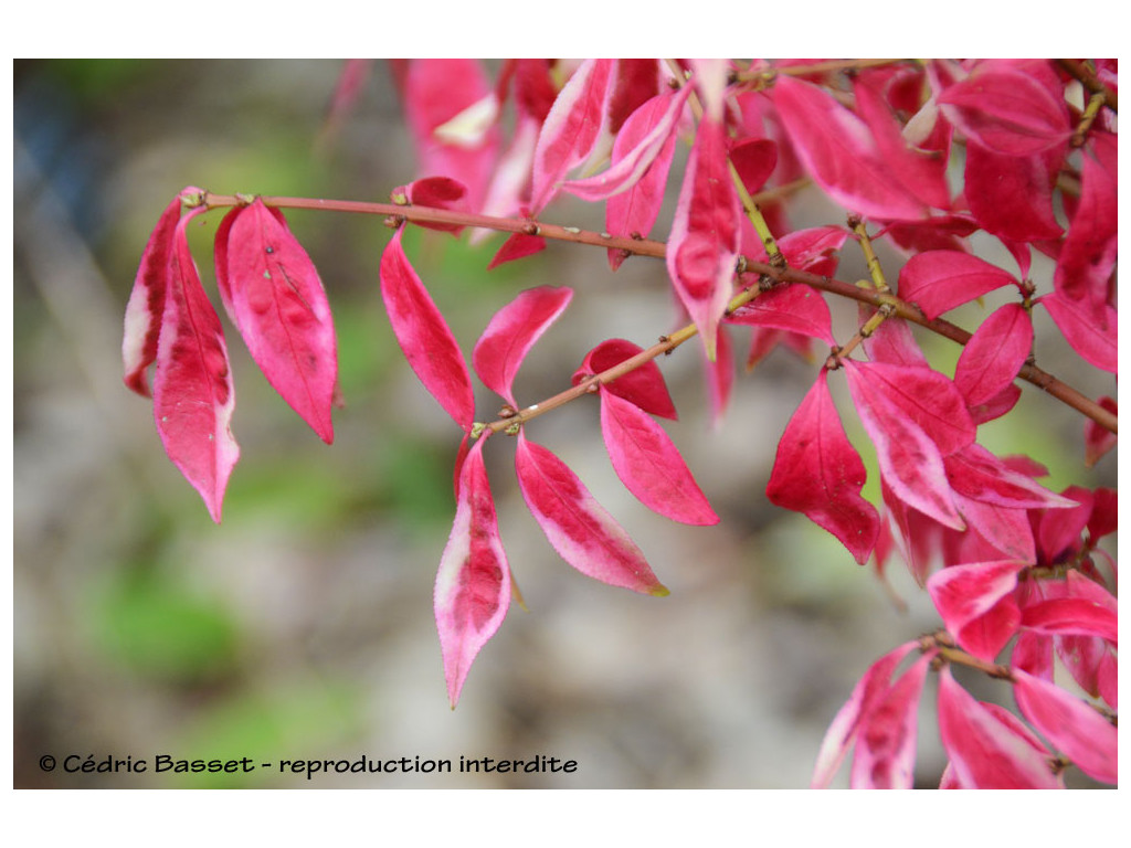 EUONYMUS ALATUS 'SILVER CLOUD'