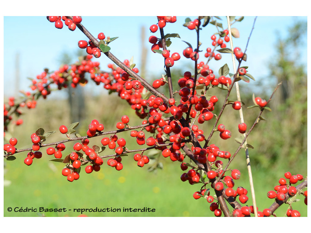 COTONEASTER KINGDONII CH4471