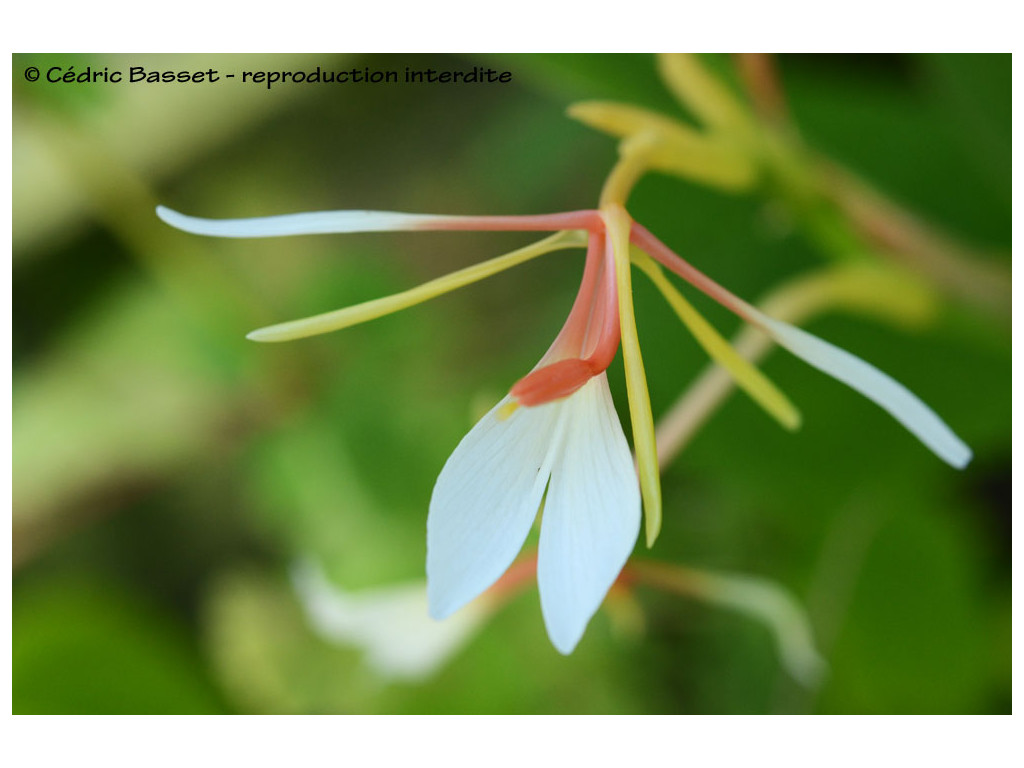 HEDYCHIUM sp. Chine W/O-9129