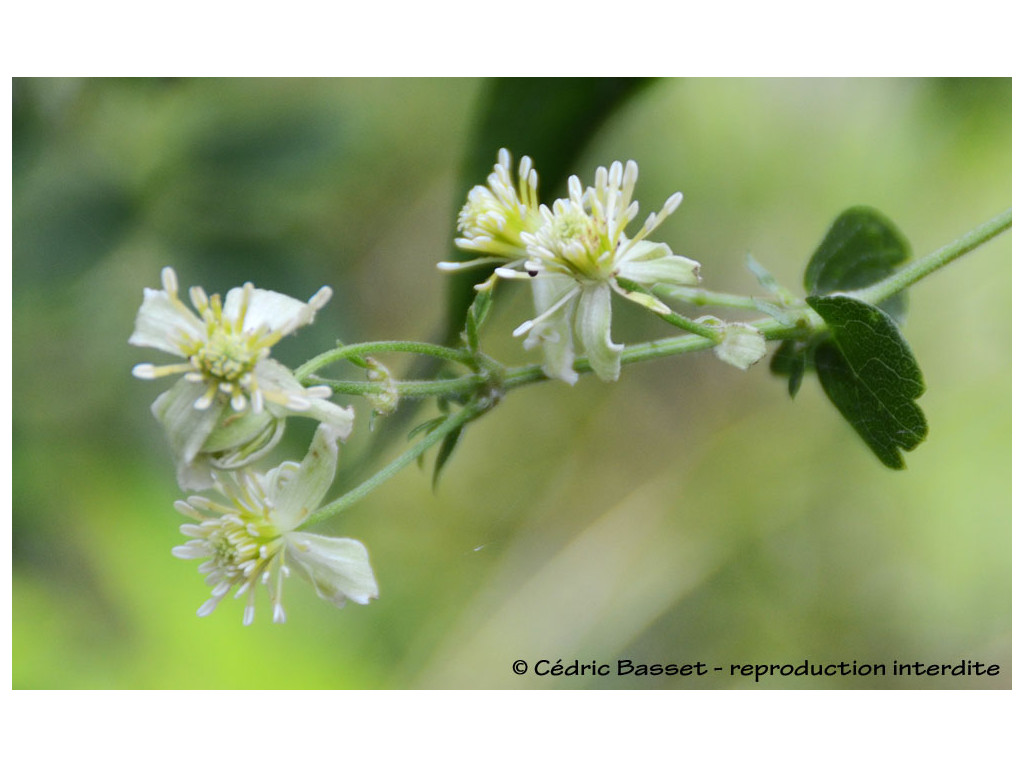 CLEMATIS PARVILOBA var.BARTLETTII