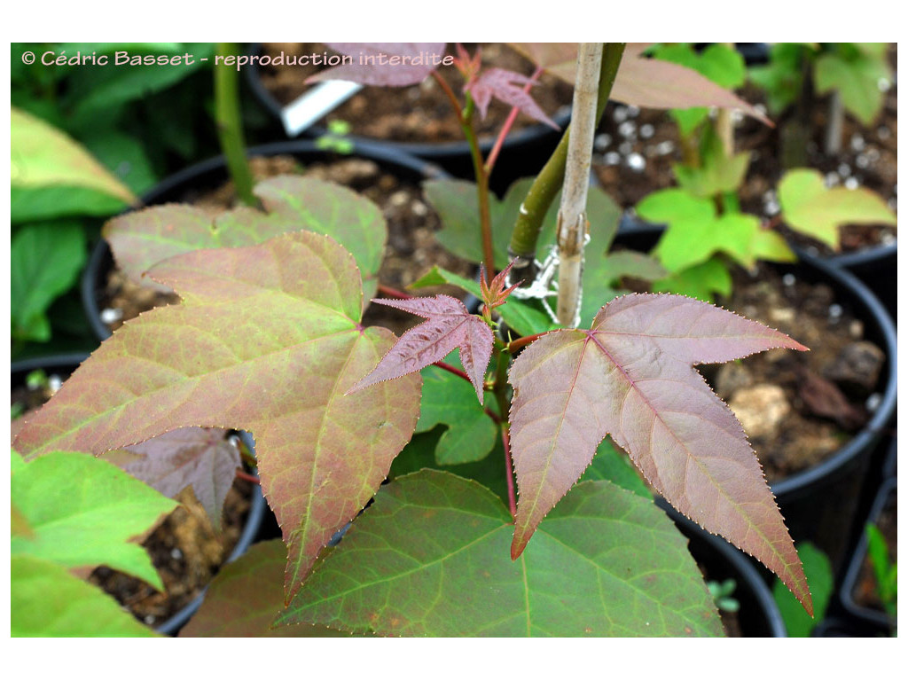 LIQUIDAMBAR ACALYCINA