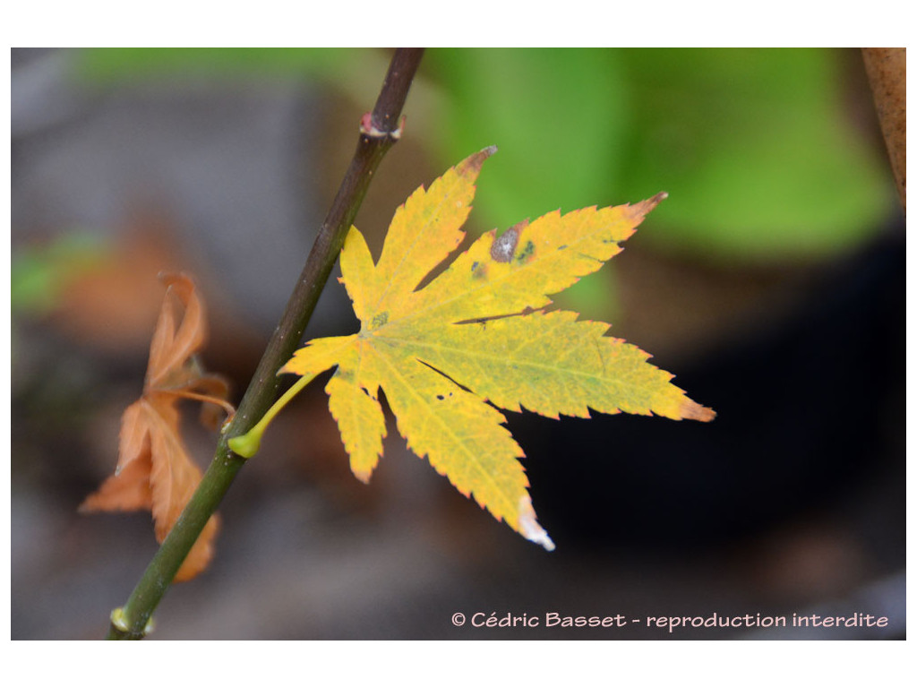 ACER SHIRASAWANUM var.TENUIFOLIUM