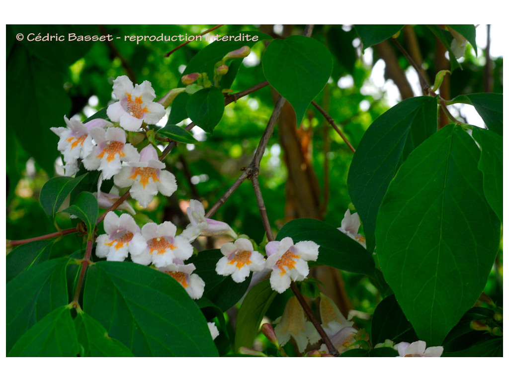 DIPELTA FLORIBUNDA