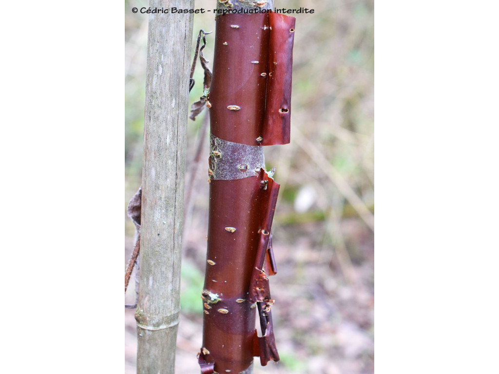 PRUNUS SERRULA 'BRANKLYN'