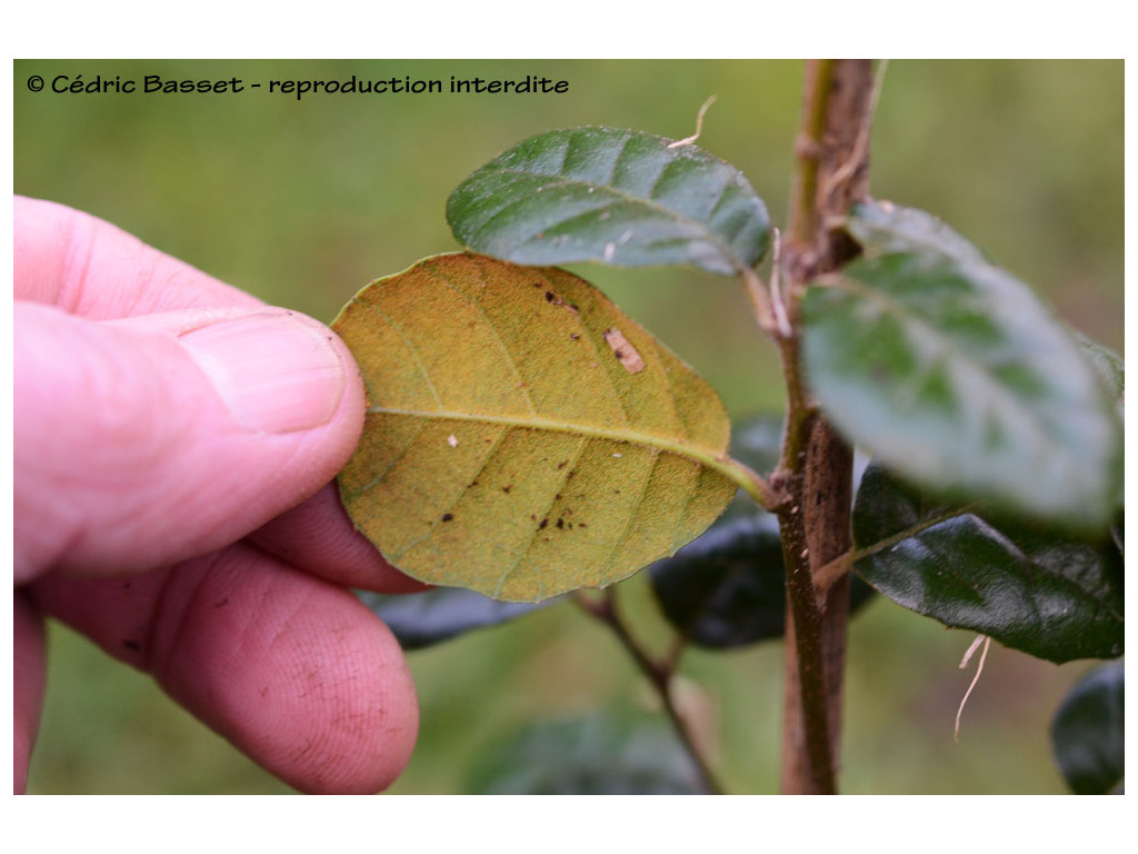 QUERCUS ALNIFOLIA CYP12913