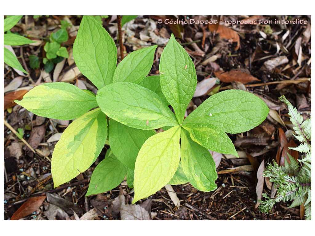 PERTYA RIGIDULA 'HATAKE'