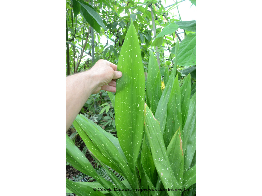 ASPIDISTRA DAIBUENSIS 'YULY YUMMY' BSWJ6863