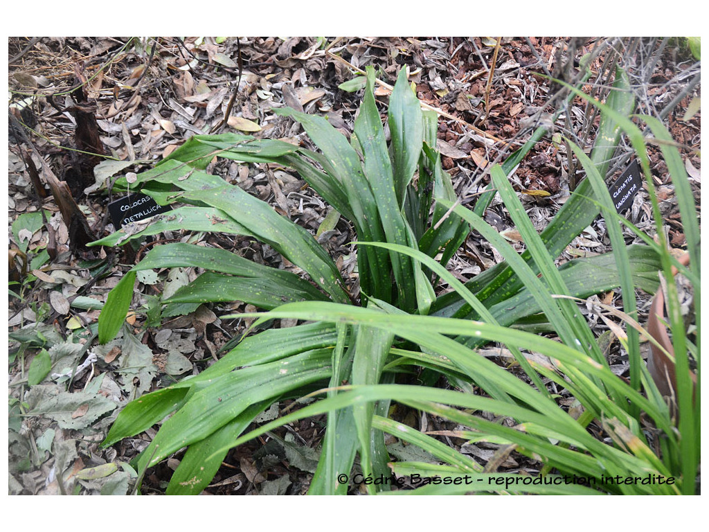 ASPIDISTRA EBIANENSIS 'FLOWING FOUNTAIN'