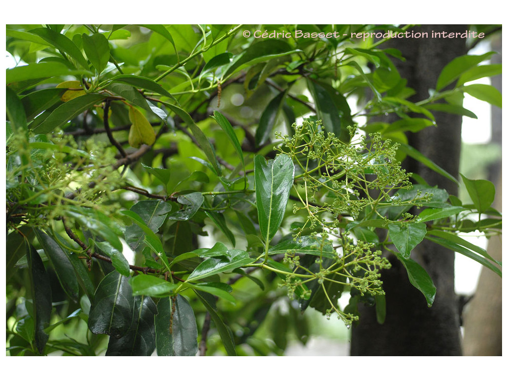 VIBURNUM ODORATISSIMUM var.ARBORICOLA MLB2366