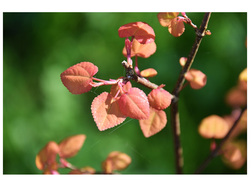 CERCIDIPHYLLUM JAPONICUM 'MAGMA'