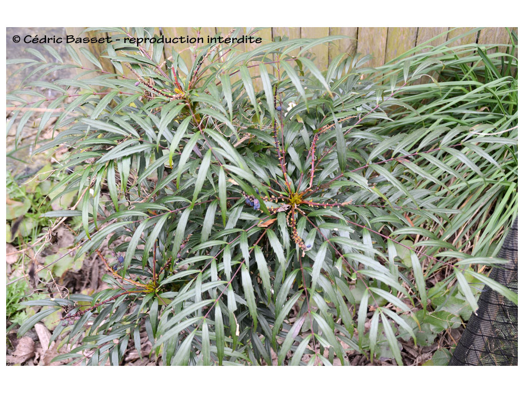 MAHONIA EURYBRACTEATA 'VOLCANO'