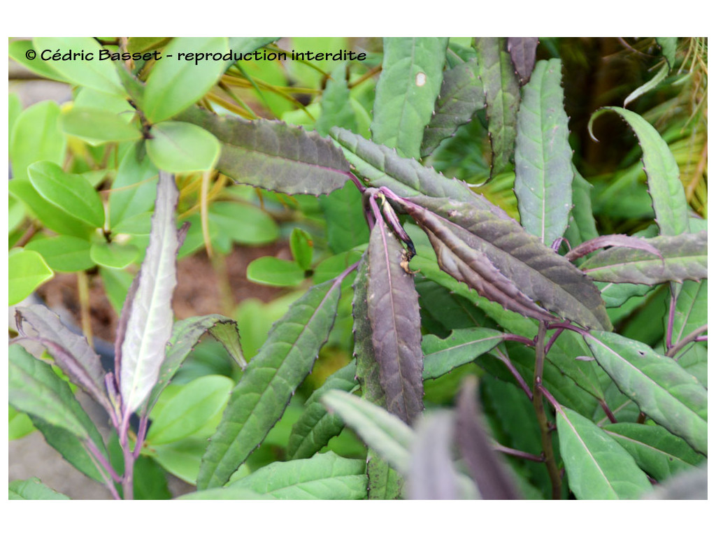 HELWINGIA OMEIENSIS 'RAULSTON KING'