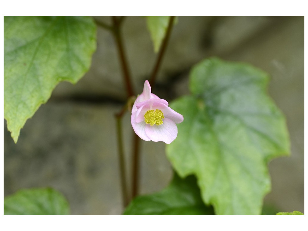 BEGONIA PALMATA CBTW1566