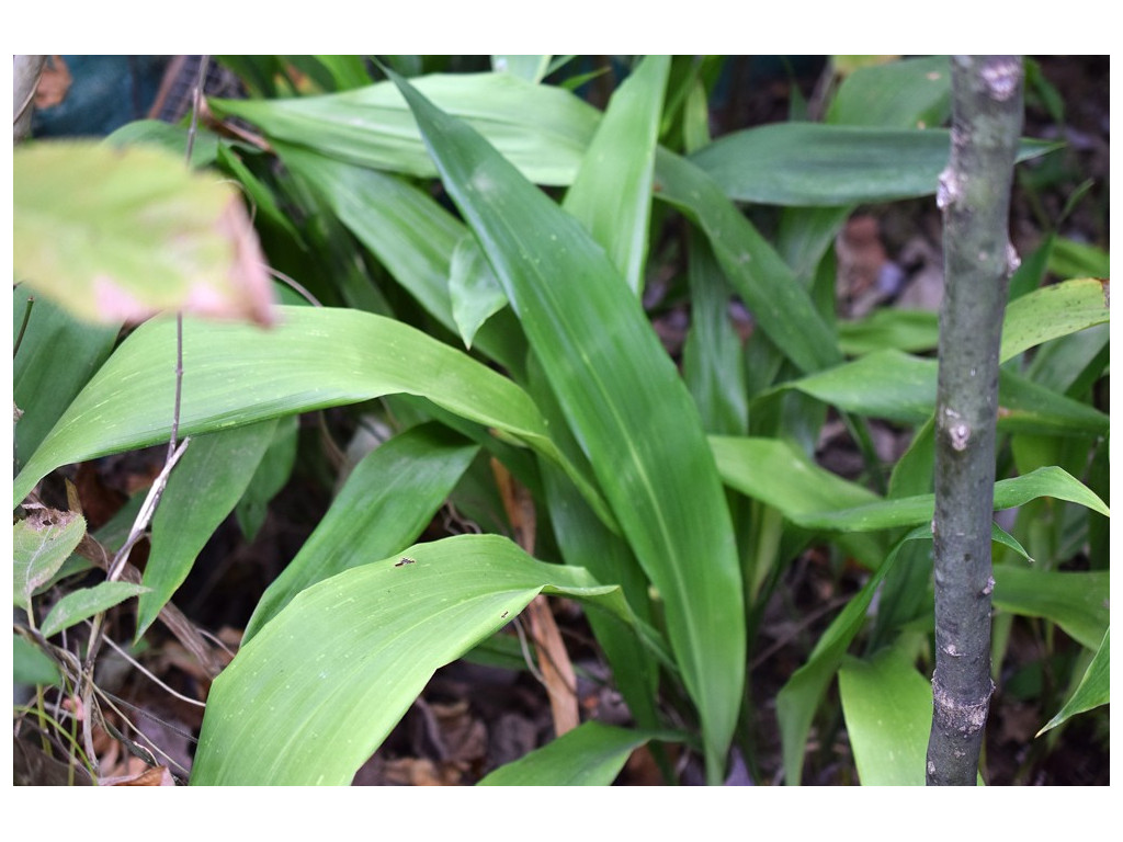 ASPIDISTRA ATTENUATA