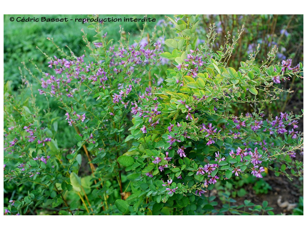 Lespedeza Bicolor